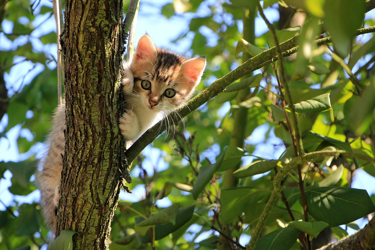 ネコの島 田代島 で猫と自然を満喫しよう マンガアイランドでキャンプもできる Outdoor Info